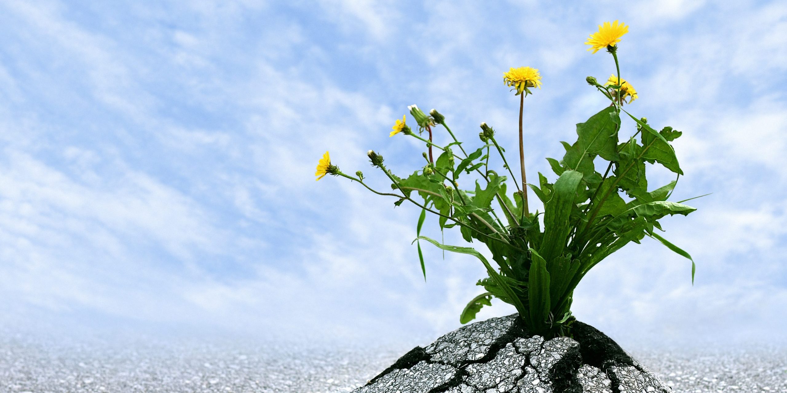 Symbol for so many things in life. Persistence, determination, survival, hope, resilience, strength, winning, force of nature. Copy space.